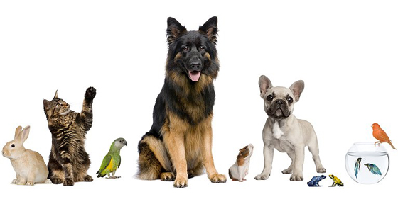 Panamá se vuelve Pet Friendly