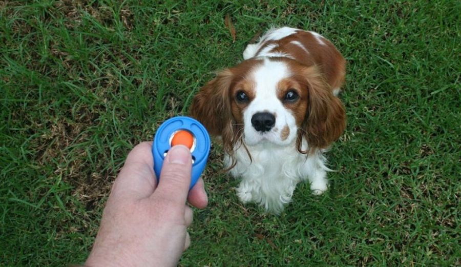 Entrenamiento con Clicker