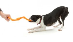 Dog-playing-tug-500x290
