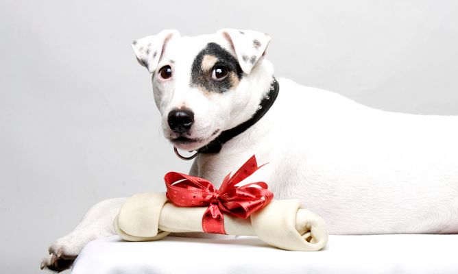 Cuidado al Elegir los Masticables para tu Perro!