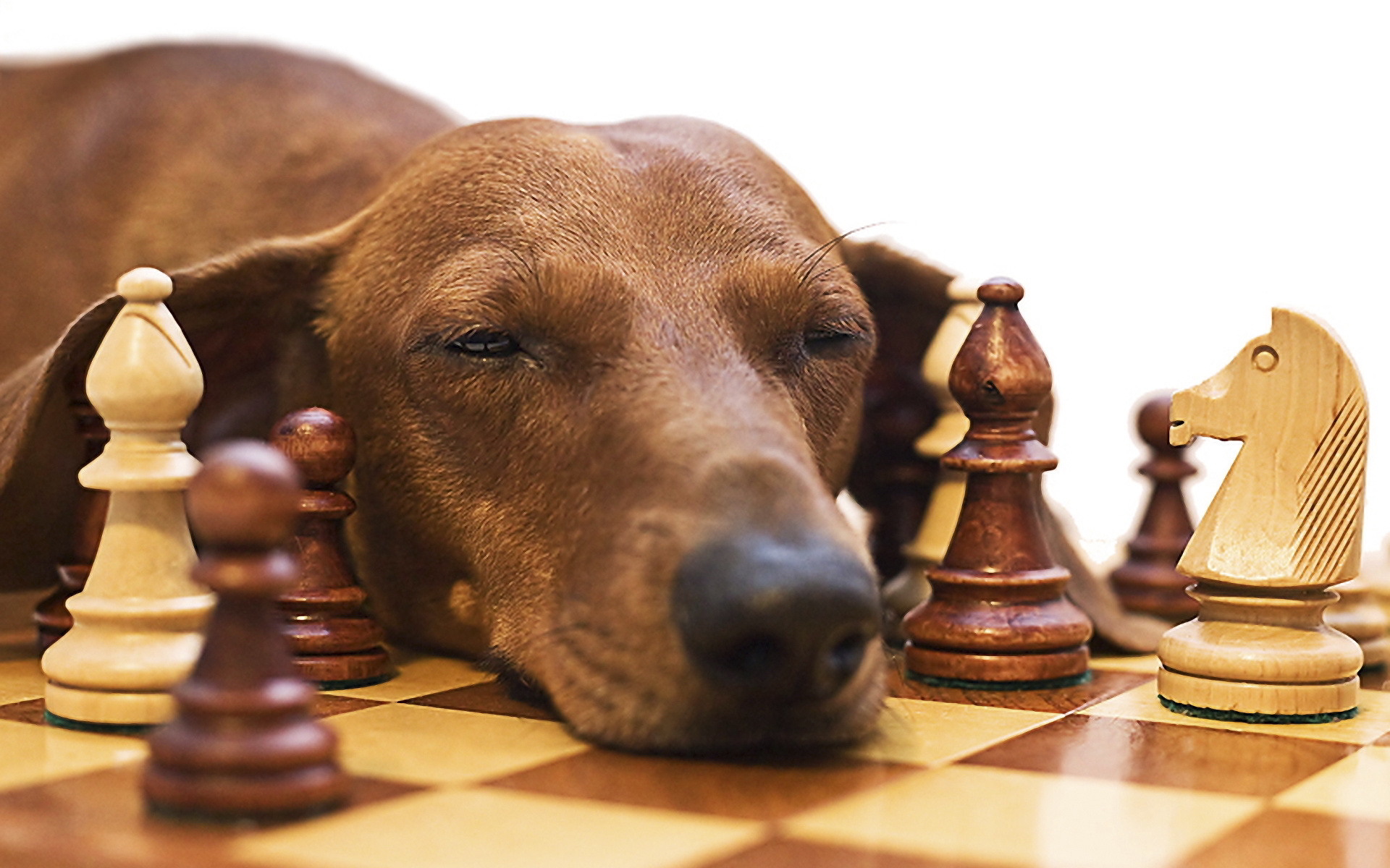 5 juegos caseros para estimular la mente de tu perrito