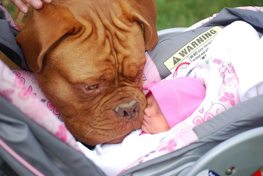 Quieres tener hijos empáticos? Dales un perro!