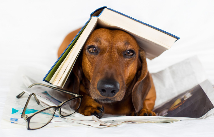 Libros que todo “Dog Lover” debe leer!