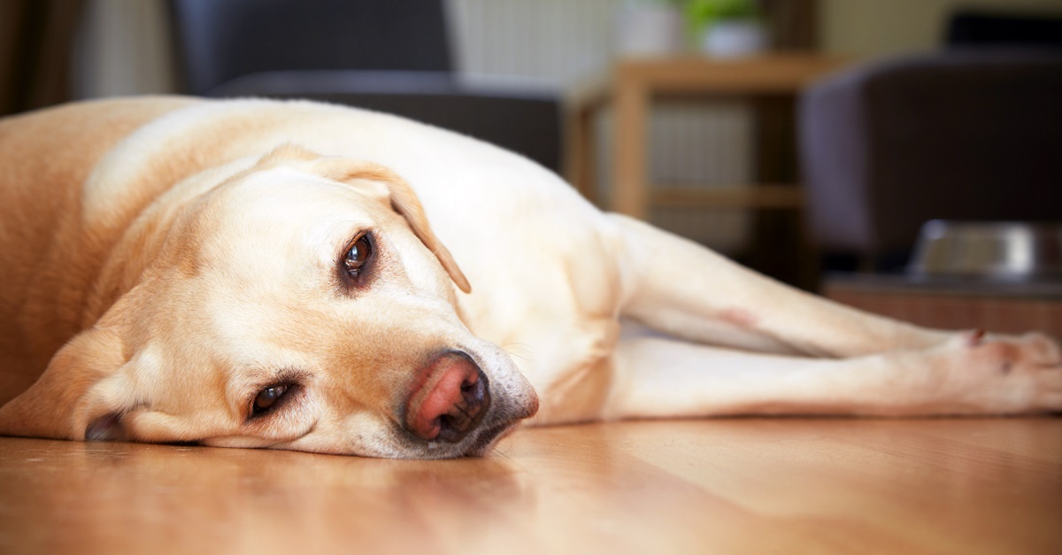 Como prevenir el Envenenamiento en nuestro perro, y que hacer en caso de que ocurra.