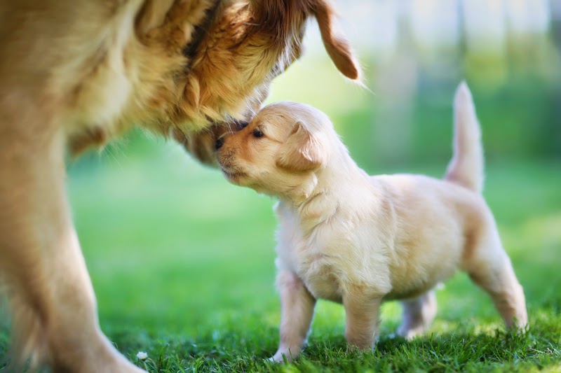 Tips para presentarle un nuevo cachorro a tu perro