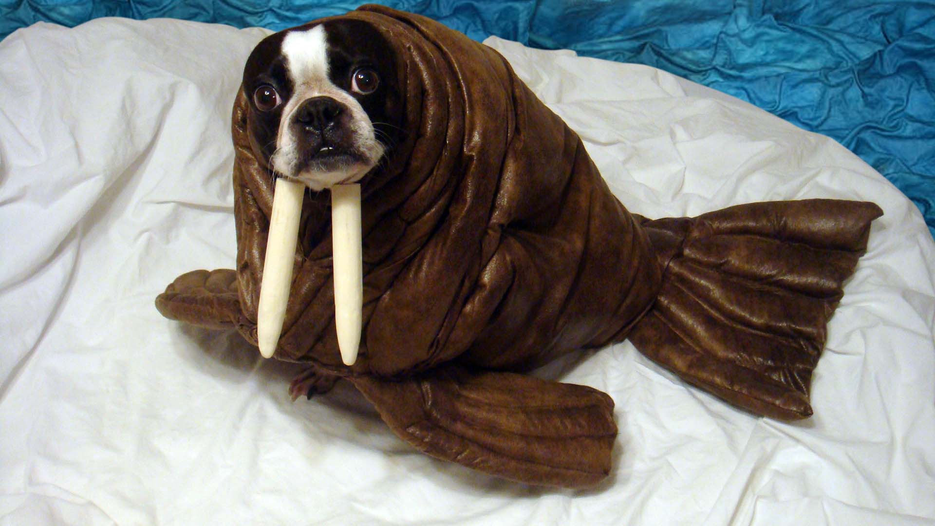echothewalrus__original