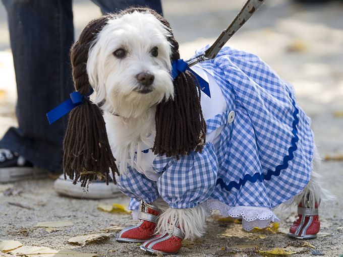 halloween-dog-contest06