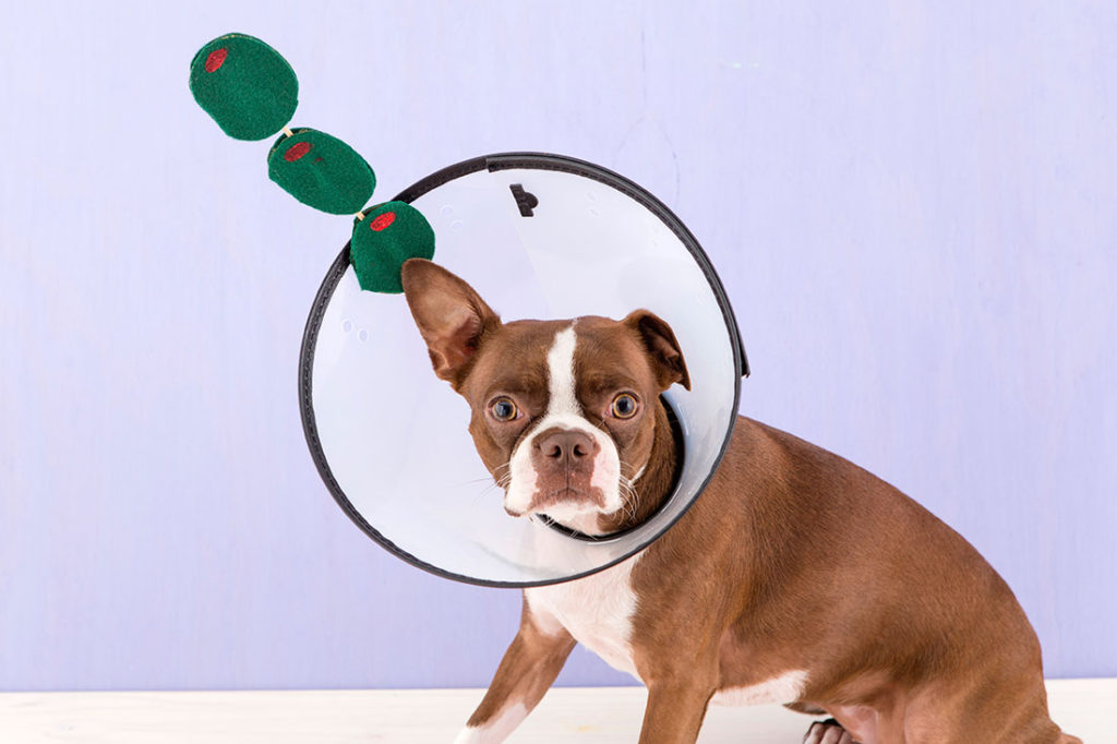 halloween_dogs_5costumes_0881