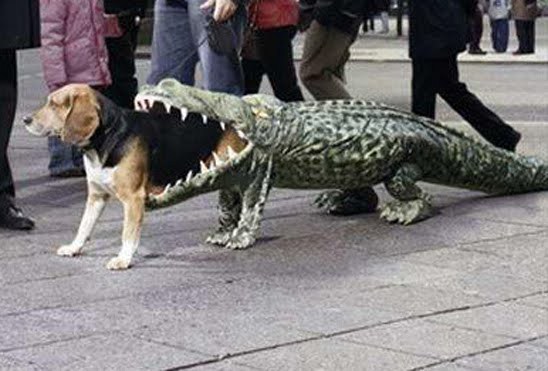 dog-eats-alligator