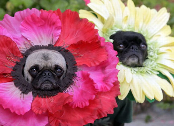 dogs_are_getting_ready_for_halloween_06