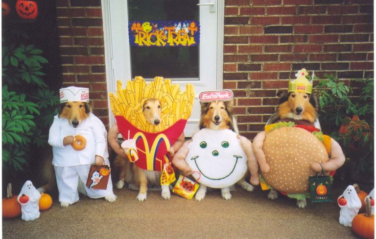 ¿Ya sabes de que disfrazarás a tu perro este halloween?