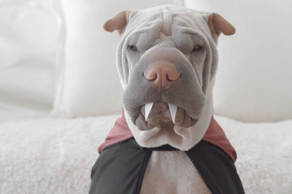 vampire-dog