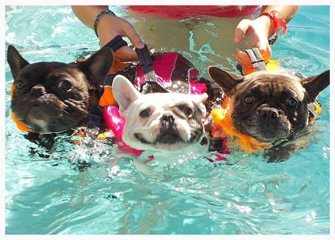 Como cuidar a tu perro durante el verano!