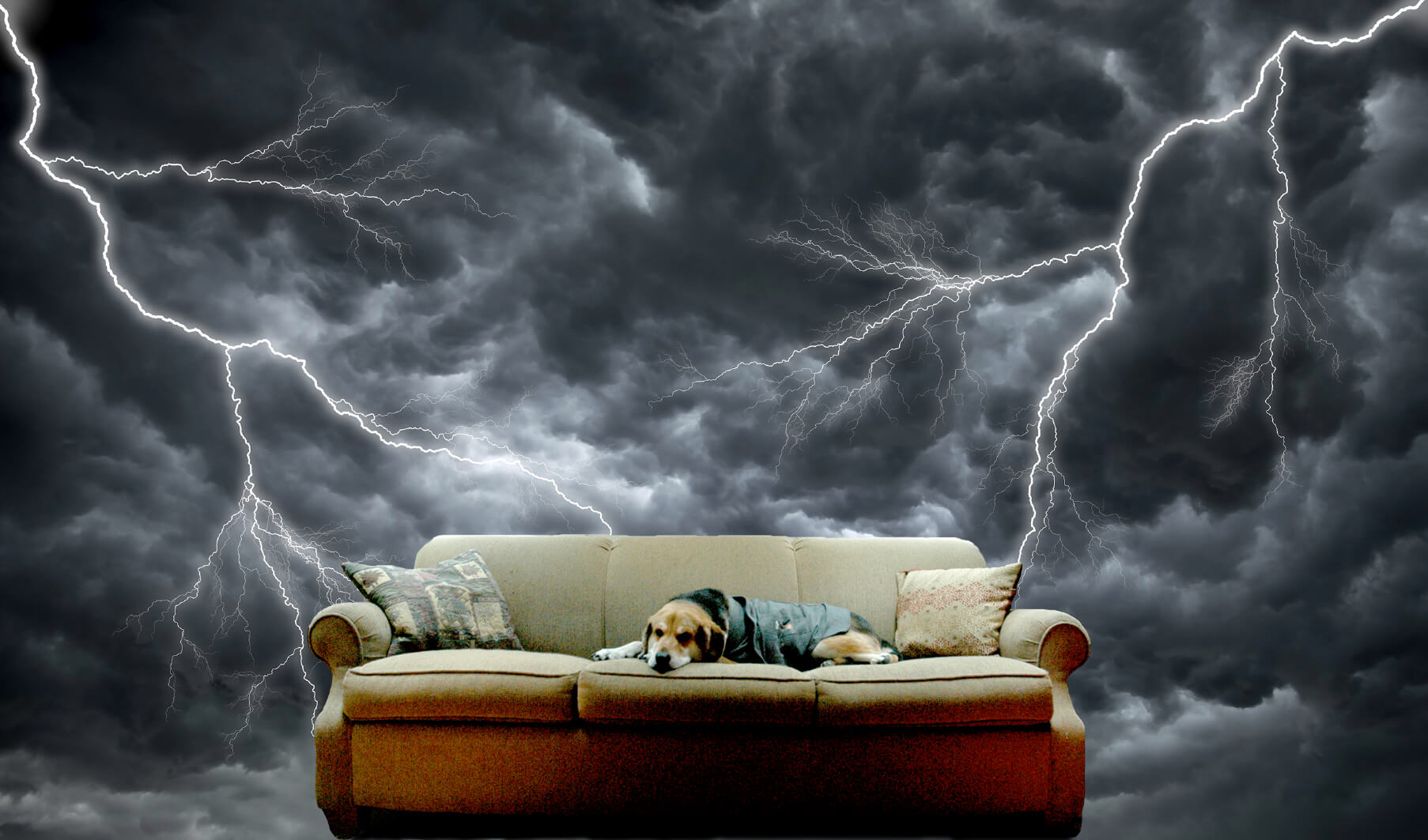 5 pasos para calmar a tu perro durante las tormentas!