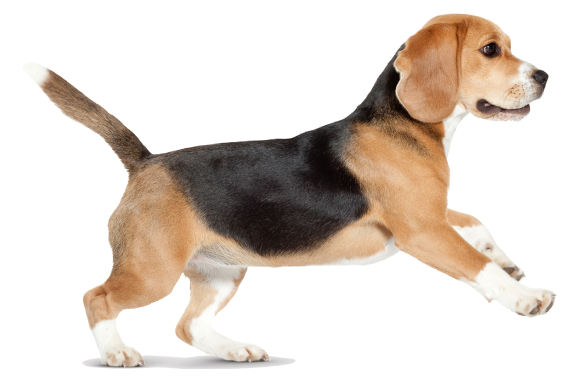 Woof-Shop-elpatio-perrito