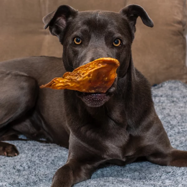 Best Bully Sticks - Oreja de Cerdo - Image 5