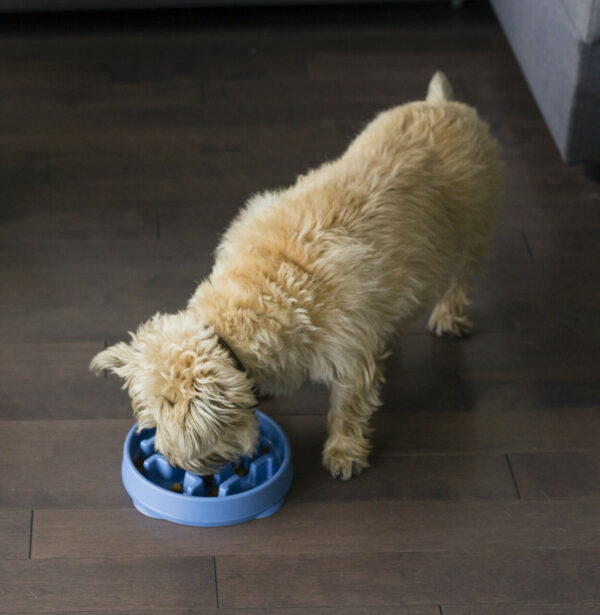 Outward Hound - Fun Feeder - Medium and Large - Image 3
