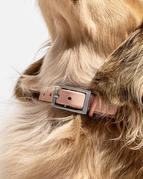 Wild One - Collar - Image 3
